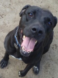 Entry image for Lumpy. Clicking this image will show a larger photo