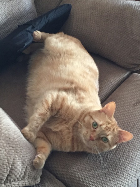 Entry image for Rusty Gilcreast. Clicking this image will show a larger photo