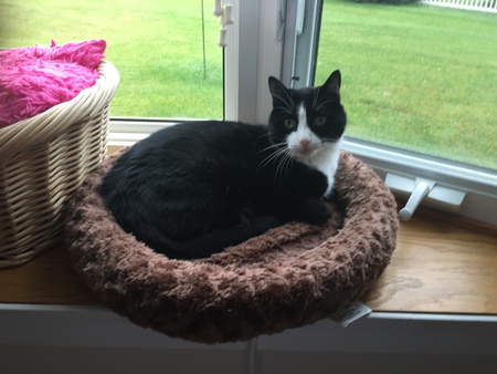 Entry image for Bandit Gilcreast. Clicking this image will show a larger photo