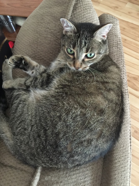 Entry image for PeeWee Gilcreast. Clicking this image will show a larger photo