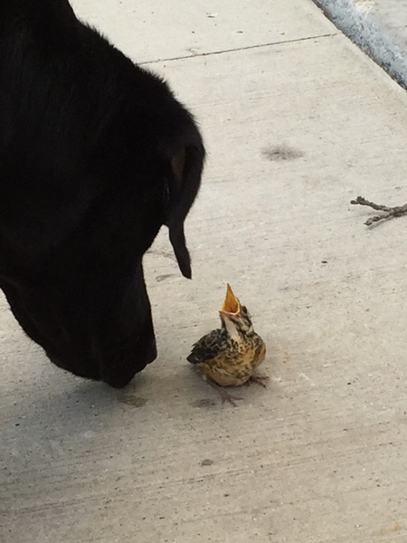 Entry image for Murphy. Clicking this image will show a larger photo