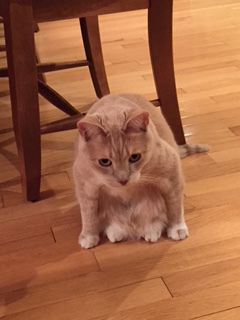 Entry image for Mufasa. Clicking this image will show a larger photo