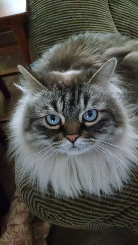 Entry image for Koda. Clicking this image will show a larger photo