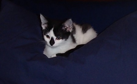 Entry image for Agate Nelson. Clicking this image will show a larger photo