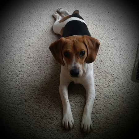 Entry image for Brodie. Clicking this image will show a larger photo