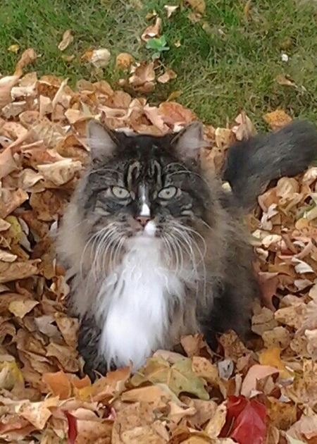 Entry image for Roscoe. Clicking this image will show a larger photo