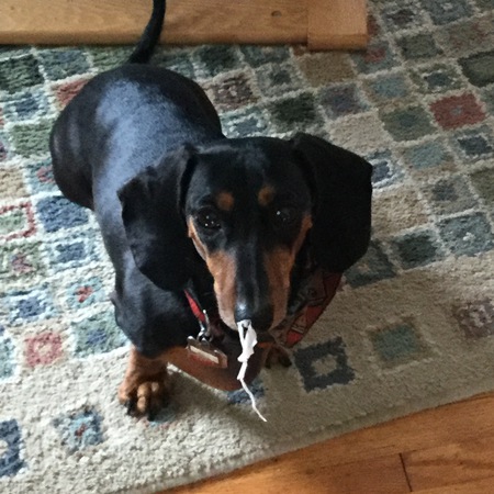 Entry image for Auggie. Clicking this image will show a larger photo