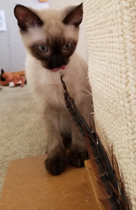 Entry image for Dexter. Clicking this image will show a larger photo