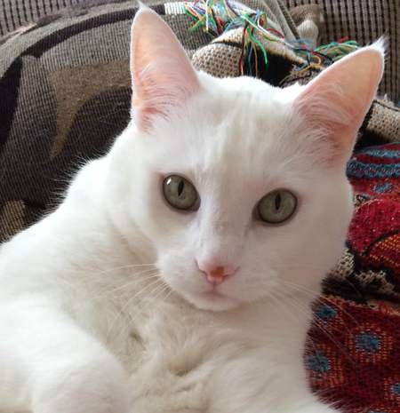 Entry image for Zeke Wondrow. Clicking this image will show a larger photo