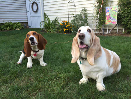 Entry image for Stella and Mabel. Clicking this image will show a larger photo