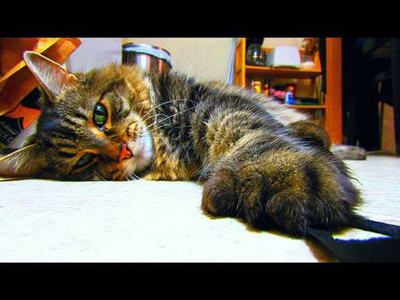 Entry image for Ernie. Clicking this image will show a larger photo