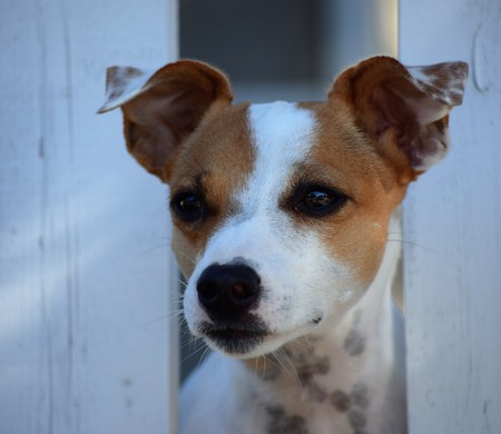 Entry image for Ruby. Clicking this image will show a larger photo