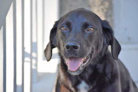 Entry image for Lizzie. Clicking this image will show a larger photo