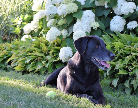 Entry image for Delly. Clicking this image will show a larger photo