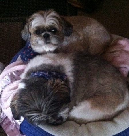 Entry image for Lilly and Sophie. Clicking this image will show a larger photo