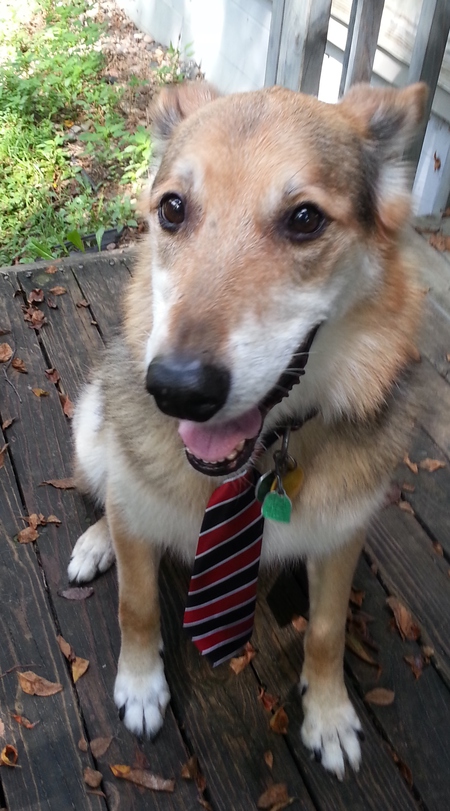 Entry image for Lucky. Clicking this image will show a larger photo