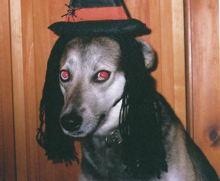 Entry image for Kip. Clicking this image will show a larger photo