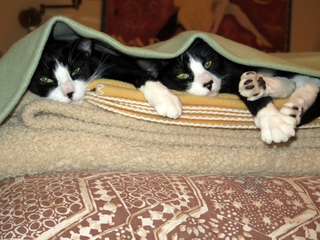 Entry image for Flash & Dazzle. Clicking this image will show a larger photo