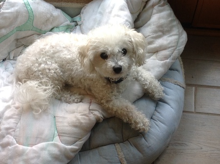 Entry image for Itsy. Clicking this image will show a larger photo