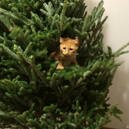 Entry image for Sara. Clicking this image will show a larger photo