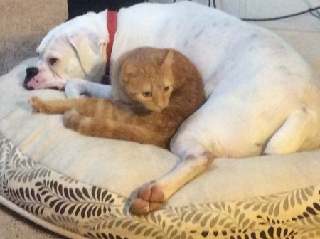 Entry image for Buddy and Sara. Clicking this image will show a larger photo