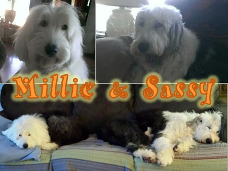 Entry image for Millie & Sassy. Clicking this image will show a larger photo