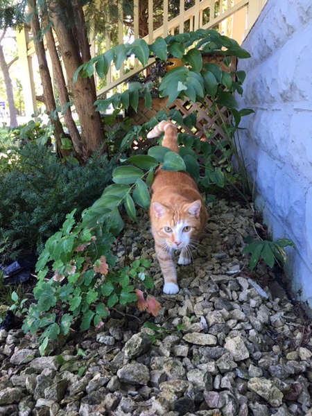 Entry image for Tommy Tutone. Clicking this image will show a larger photo