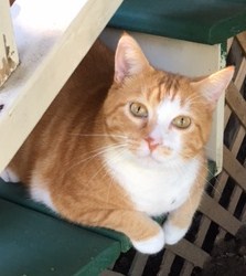 Entry image for Tommy Tutone. Clicking this image will show a larger photo