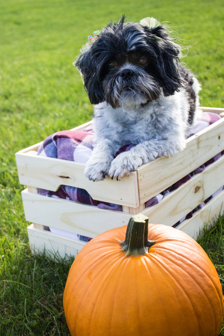 Entry image for Ella. Clicking this image will show a larger photo