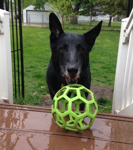 Entry image for Draco. Clicking this image will show a larger photo