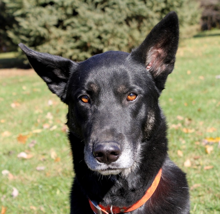 Entry image for Kody. Clicking this image will show a larger photo