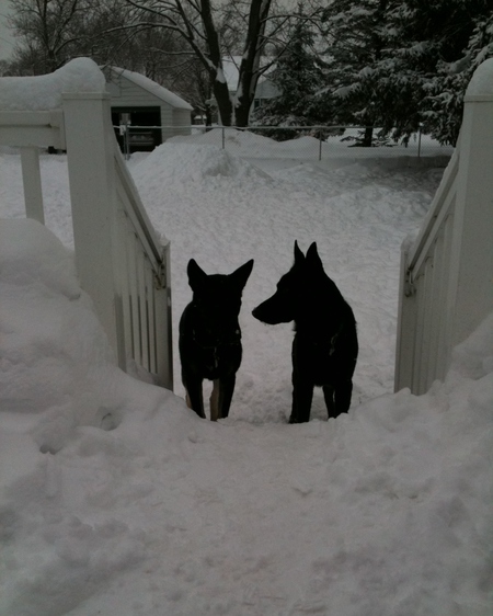 Entry image for Gunnar & BFF. Clicking this image will show a larger photo