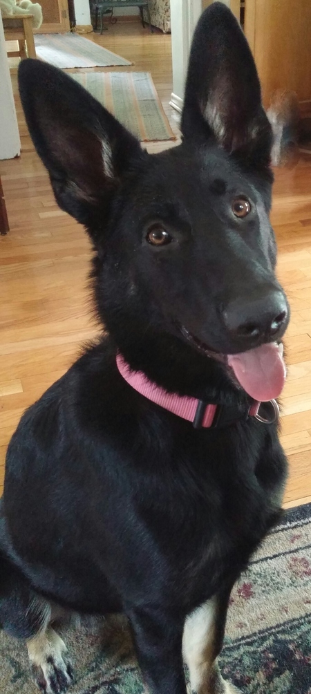 Entry image for Bella. Clicking this image will show a larger photo