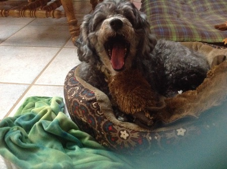 Entry image for Lucy. Clicking this image will show a larger photo