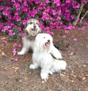 Entry image for Bandit and Angel. Clicking this image will show a larger photo