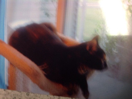 Entry image for Luna Mundy. Clicking this image will show a larger photo