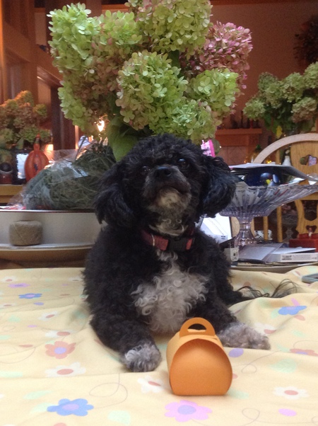 Entry image for Gracie girl. Clicking this image will show a larger photo