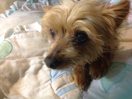 Entry image for Coco bean . Clicking this image will show a larger photo