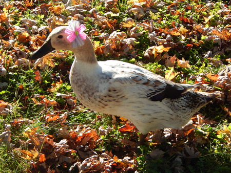 Entry image for Daisy. Clicking this image will show a larger photo