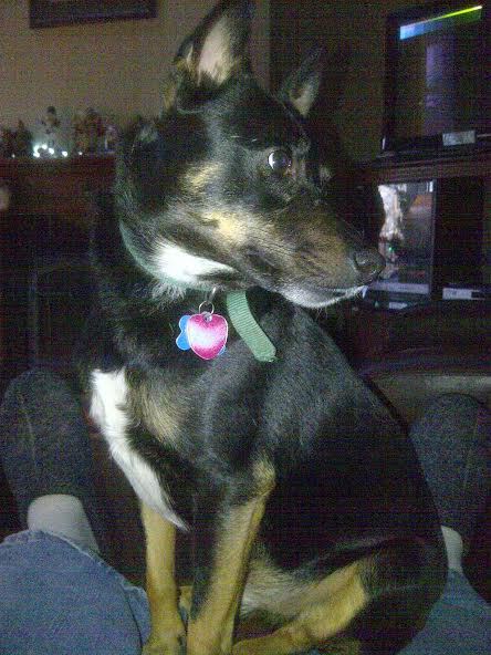 Entry image for Lucky. Clicking this image will show a larger photo