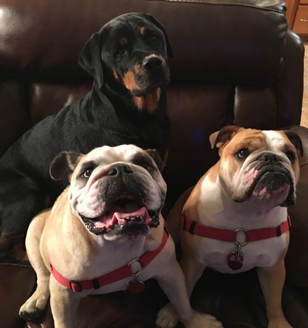 Entry image for Greta, Jake and Mac. Clicking this image will show a larger photo