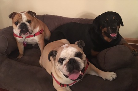 Entry image for Mac, Jake and Greta. Clicking this image will show a larger photo