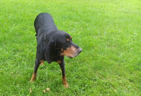 Entry image for Bastivan. Clicking this image will show a larger photo