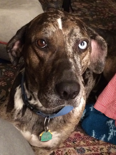 Entry image for Eggs Benedict. Clicking this image will show a larger photo