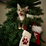 Entry image for Oliver