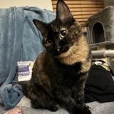 Entry image for Michi