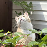 Entry image for Mars