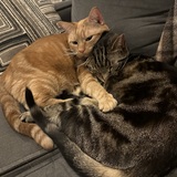 Entry image for Bruschetta & Gretta