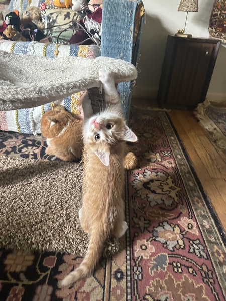 Murphy the kitten 