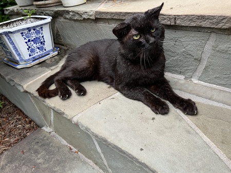 Ebony
